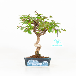 Lagerstroemia indica - 20 cm precio