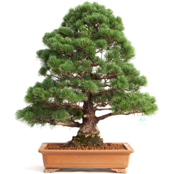 Pinus pentaphylla - Pino - 60 cm precio