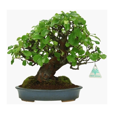 Bonsai da esterno Pseudocydonia - Melocotogno - 27 cm