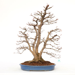 Bonsai da esterno Acer palmatum viridis - acero - 77 cm características
