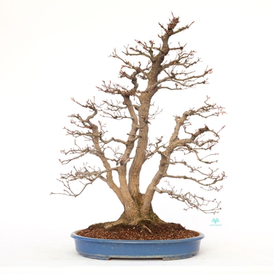 Bonsai da esterno Acer palmatum viridis - acero - 77 cm