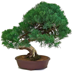 Bonsai da esterno Juniperus chinensis - Ginepro - 61 cm características