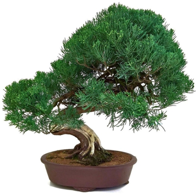 Bonsai da esterno Juniperus chinensis - Ginepro - 61 cm