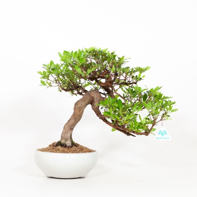 Rhododendron Indicum - Azalea - 37 cm