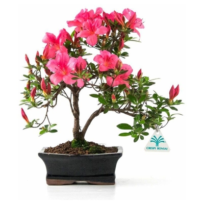 Rhododendrum indicum - Azalea - 31 cm