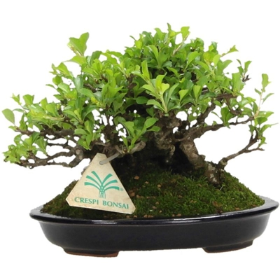 Chaenomeles chinensis chojubai - 15 cm