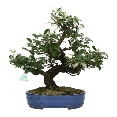 Bonsai da esterno Elaeagnus pungens - Olivagno pungente - 48 cm