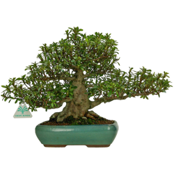 Bonsai da esterno Azalea - 30 cm características