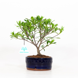 Gardenia - 22 cm en oferta