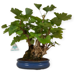 Bonsai da esterno Ginkgo biloba - 24 cm precio