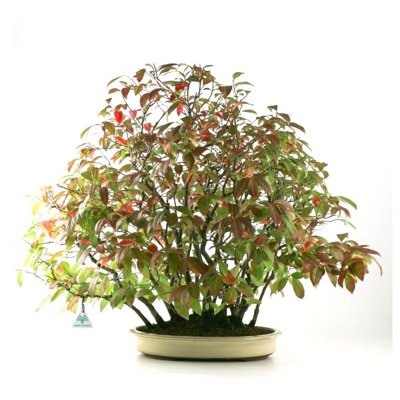 Bonsai da esterno Itea japonica - 56 cm