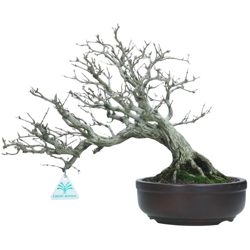 Bonsai da esterno Punica granatum - 32 cm en oferta