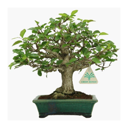 Bonsai da esterno Carpinus - carpino - 24 cm en oferta