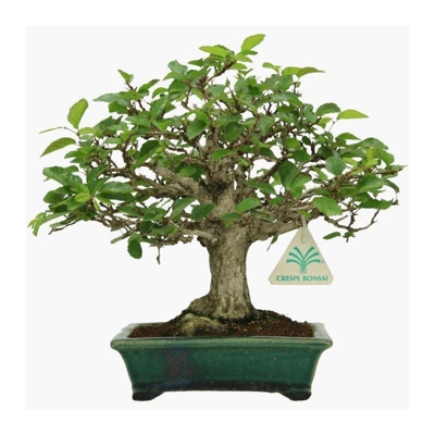 Bonsai da esterno Carpinus - carpino - 24 cm