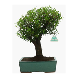 Bonsai da interno Syzygium communis - 38 cm en oferta