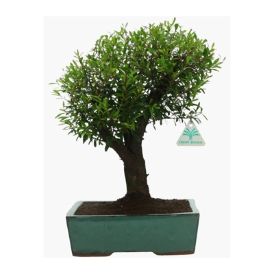 Bonsai da interno Syzygium communis - 38 cm