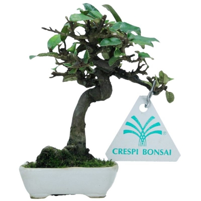 Bonsai da esterno Elaeagnus - Olivagno - 12 cm