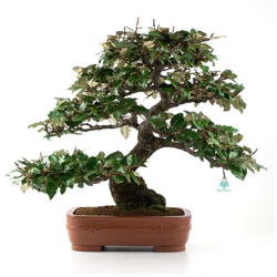 Bonsai da esterno Elaeagnus - Olivagno - 53 cm precio