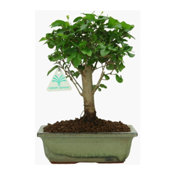 Bonsai da interno Ligustrum - Ligustro - 25 cm precio