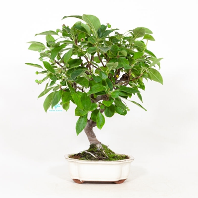 Malus everest - Melo - 42 cm