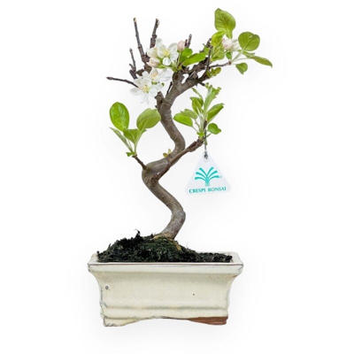 Malus everest - Melo - 32 cm