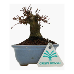 Bonsai da esterno Acer palmatum - acero - 11 cm en oferta