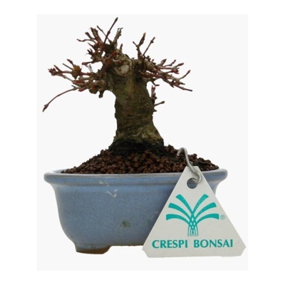 Bonsai da esterno Acer palmatum - acero - 11 cm