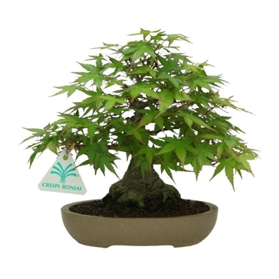 Bonsai da esterno Acer palmatum - acero - 20 cm