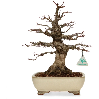 Bonsai da esterno Acer palmatum - acero - 33 cm