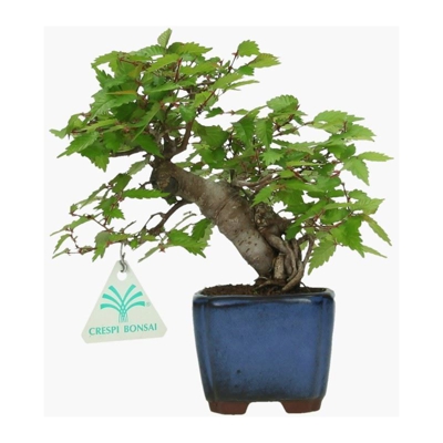 Bonsai da esterno Zelkova serrata - Olmo - 20 cm
