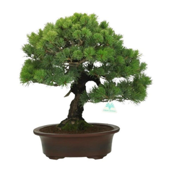 Bonsai da esterno Pinus pentaphylla - Pino - 48 cm precio