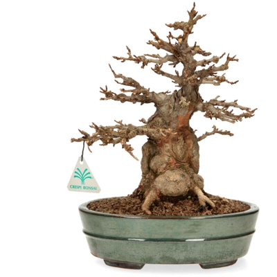 Bonsai da esterno Acer buergerianum - acero - 29 cm