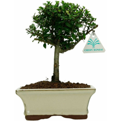 Ilex crenata - agrifoglio - 23 cm características