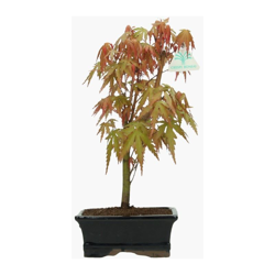 Bonsai da esterno Acer palmatum Viridis - acero - 33 cm en oferta