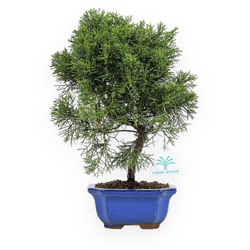 Bonsai da esterno Juniperus chinensis - Ginepro - 23 cm en oferta