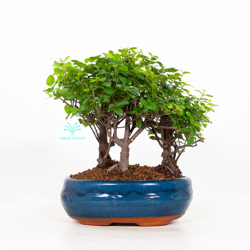 Sagerethia theezans - Sageretia - 25 cm precio