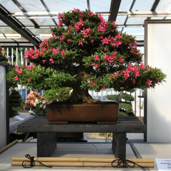 Rhododendron indicum Korin - Azalea - 72 cm características