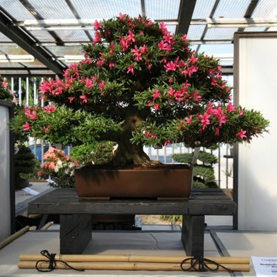 Rhododendron indicum Korin - Azalea - 72 cm