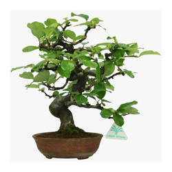 Bonsai da esterno Pseudocydonia chinensis - Melocotogno - 29 cm características