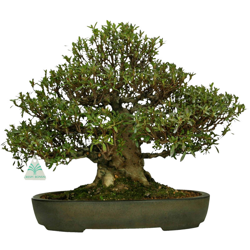 Bonsai da esterno Azalea - 40 cm en oferta