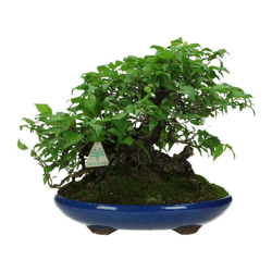 Bonsai da esterno Prunus mume - 28 cm características