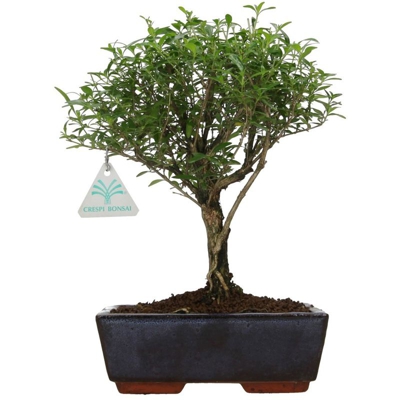 Serissa foetida - Serissa - 29 cm
