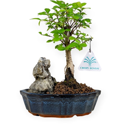 Zelkova nire - Olmo - 28 cm