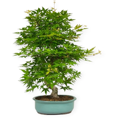 Bonsai da esterno Acer palmatum - acero - 69 cm