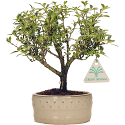 Bonsai da interno Serissa foetida variegata - 22 cm en oferta