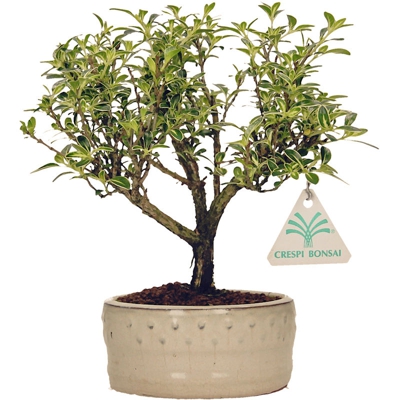 Bonsai da interno Serissa foetida variegata - 22 cm