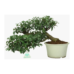 Trachelospermum asiaticum - 32 cm precio