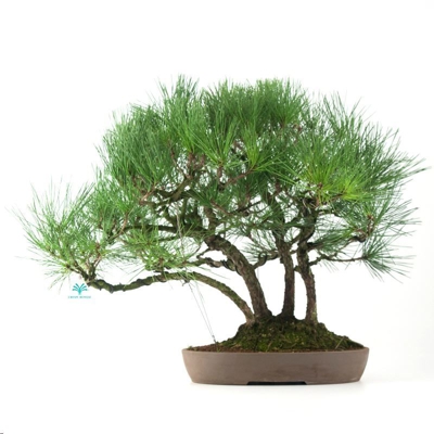 Bonsai da esterno Pinus thunbergii - Pino nero - 60 cm