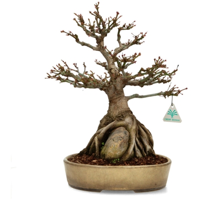 Acer palmatum kashima - acero - 44,5 cm