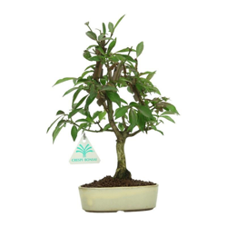 Bonsai da esterno Euonymus alata - Evonimo alato - 27 cm en oferta